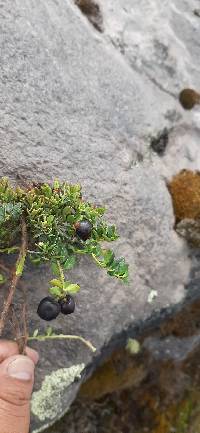 Gaultheria myrsinoides image