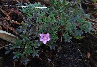 Geranium sibbaldioides image