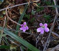 Geranium sibbaldioides image