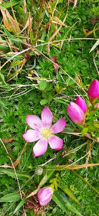 Gentianella cerastioides image