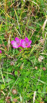 Gentianella cerastioides image