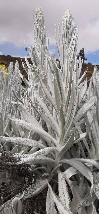 Senecio niveoaureus image