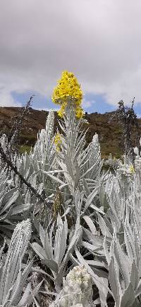 Senecio niveoaureus image