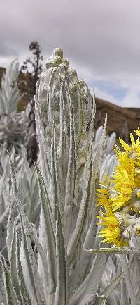 Senecio niveoaureus image