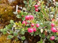 Gaultheria myrsinoides image