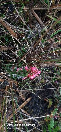 Vaccinium crenatum image