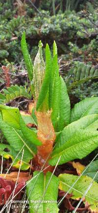 Rumex tolimensis image