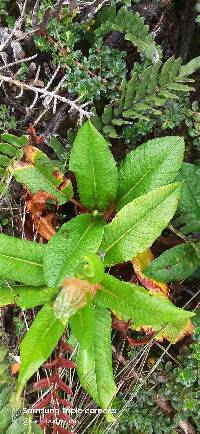 Rumex tolimensis image