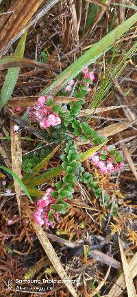 Vaccinium crenatum image