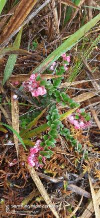 Vaccinium crenatum image