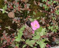 Oenothera rosea image