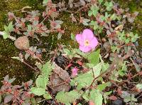 Oenothera rosea image