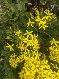 Senecio tamoides image