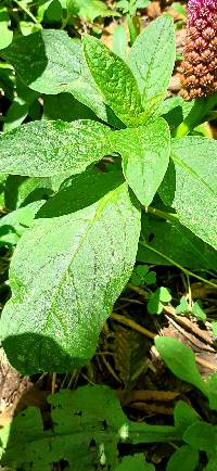 Phytolacca bogotensis image