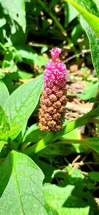 Phytolacca bogotensis image