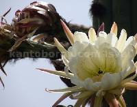 Trichocereus macrogonus image