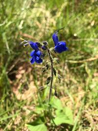 Salvia scutellarioides image