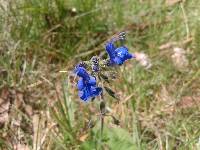 Salvia scutellarioides image