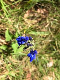 Salvia scutellarioides image