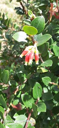 Cavendishia bracteata image