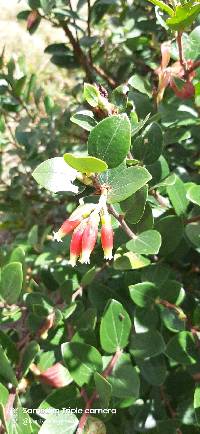 Cavendishia bracteata image