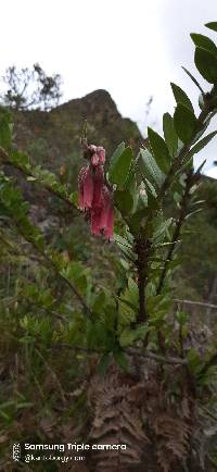 Macleania salapa image