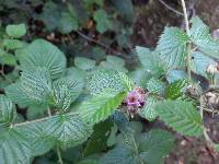 Rubus niveus image