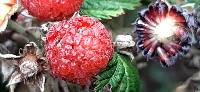 Rubus niveus image