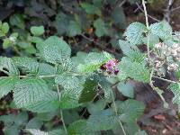 Rubus niveus image