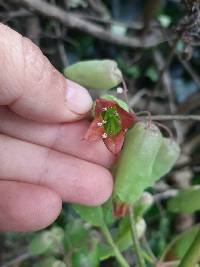 Kalanchoe pinnata image