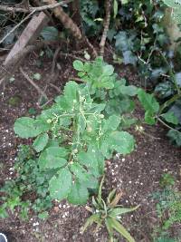 Kalanchoe pinnata image