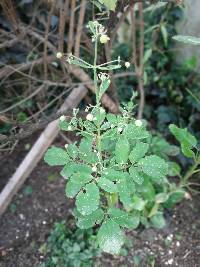 Kalanchoe pinnata image