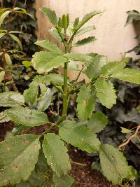 Kalanchoe pinnata image