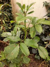 Kalanchoe pinnata image