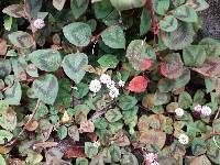 Persicaria capitata image