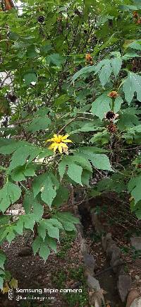 Tithonia diversifolia image