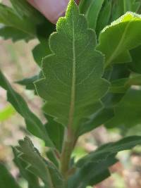 Cantua quercifolia image