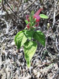 Salvia squalens image