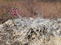 Tillandsia tectorum image