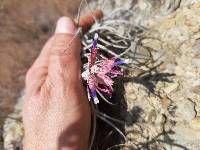 Tillandsia tectorum image