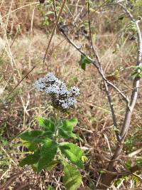 Heliotropium rufipilum image