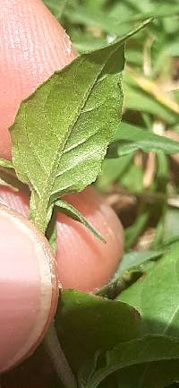 Oenothera rosea image