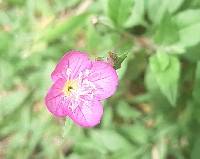 Oenothera rosea image