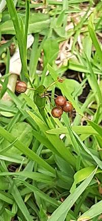 Sisyrinchium micranthum image