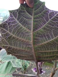 Solanum quitoense image