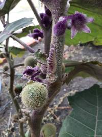 Solanum quitoense image