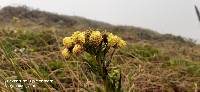 Senecio chionogeton image