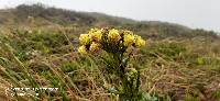 Senecio chionogeton image