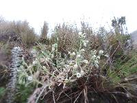 Cerastium floccosum image