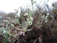 Cerastium floccosum image